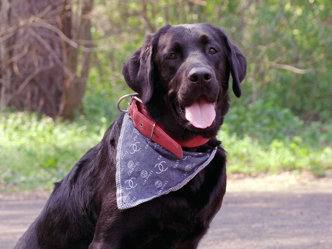 Místopředseda klubu