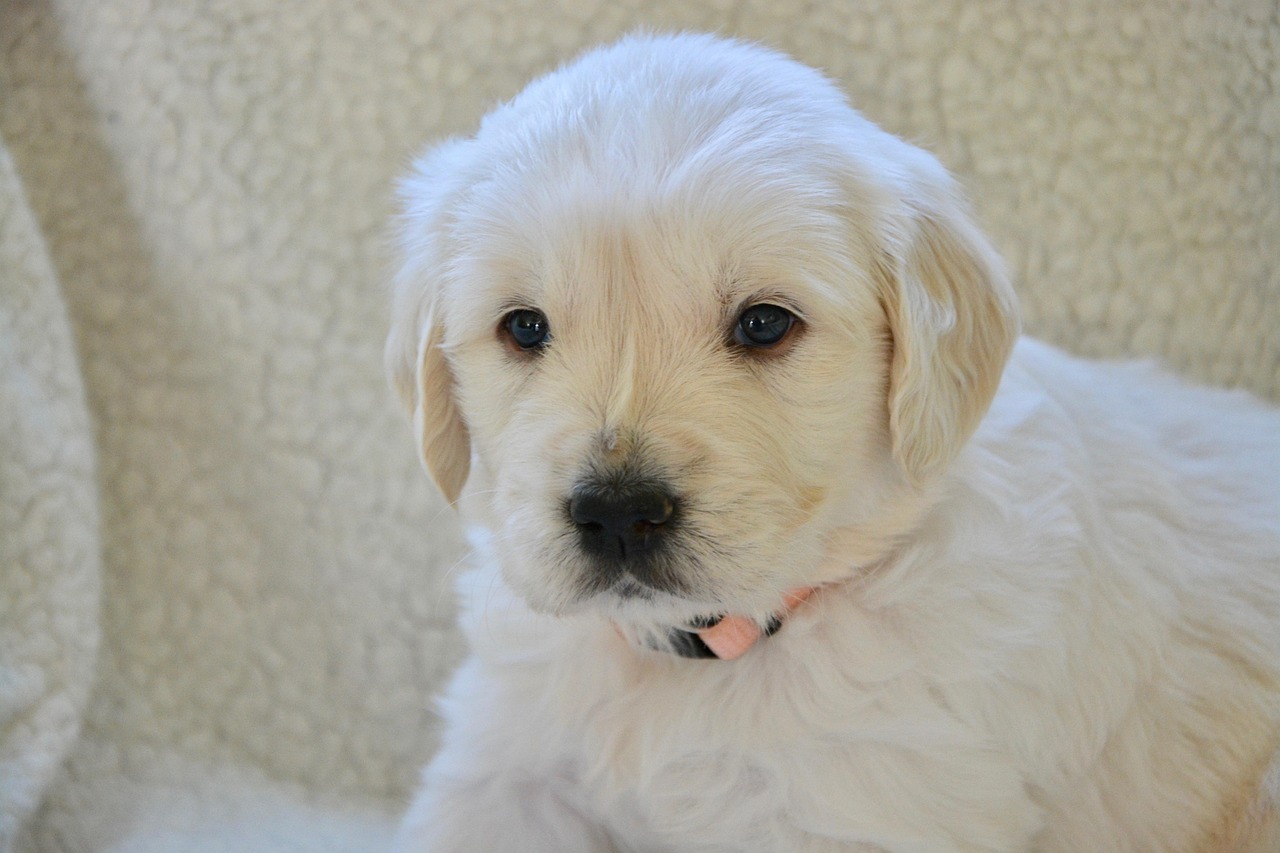 Klub chovatelů pozadí